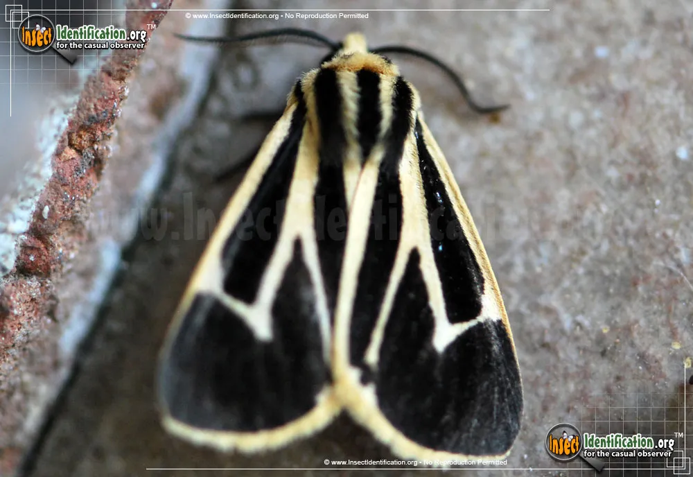 Banded Tiger Moth - photo 3