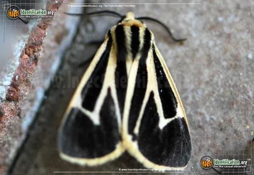 Banded Tiger Moth - photo 4