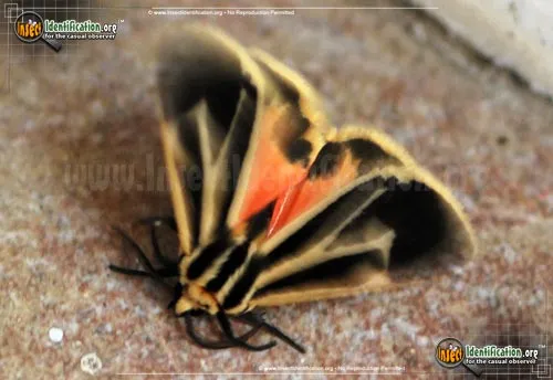 Banded Tiger Moth - photo 6