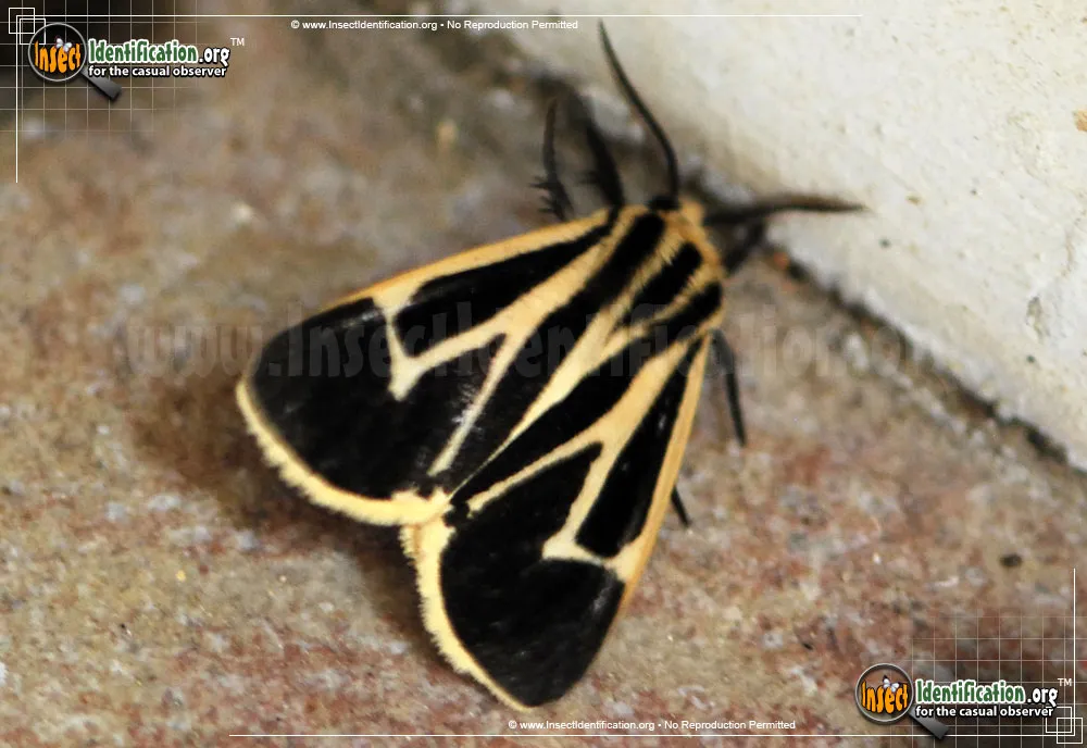Banded Tiger Moth - photo 7