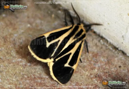 Banded Tiger Moth - photo 8