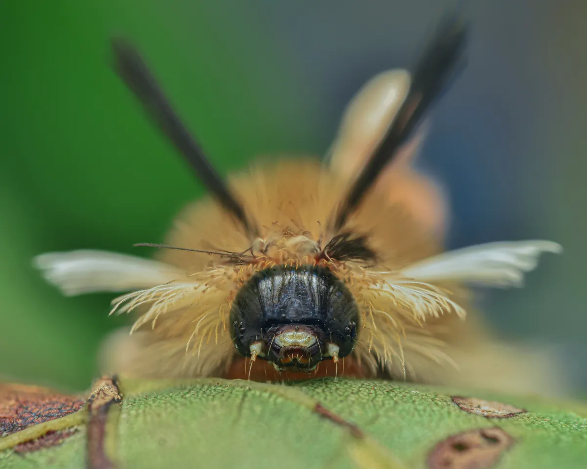 Banded Tussock Moth - photo 3