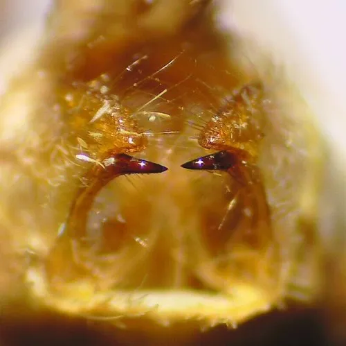 Banded Tussock Moth - photo 4