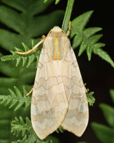 Banded Tussock Moth - photo 5