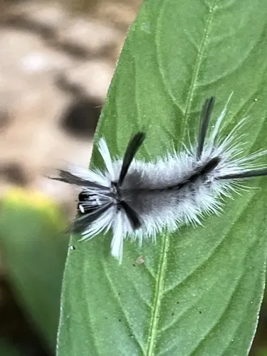 Banded Tussock Moth - photo 6