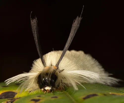 Banded Tussock Moth - photo 7
