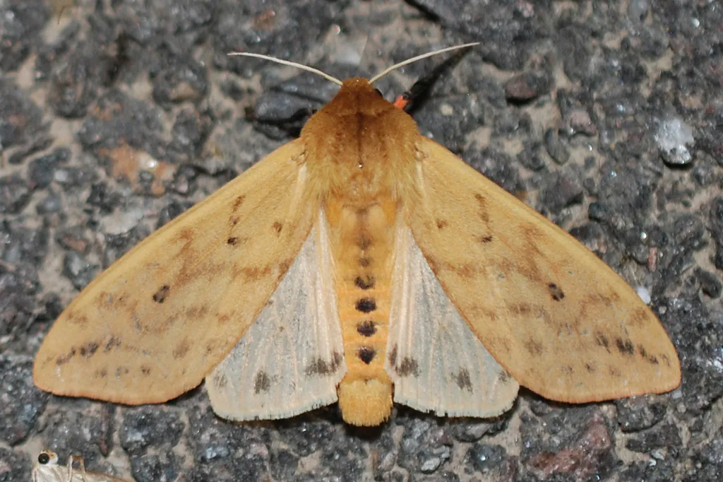 Banded Woollybear Caterpillar Moth - photo 2