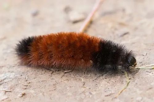 Banded Woollybear Caterpillar Moth - photo 3