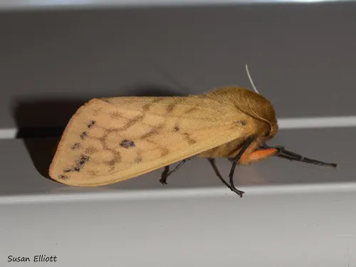 Banded Woollybear Caterpillar Moth - photo 5