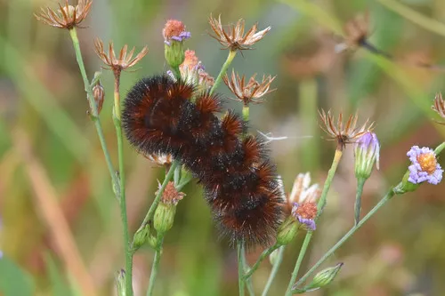 Banded Woollybear Caterpillar Moth - photo 6
