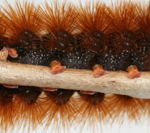 Banded Woollybear Caterpillar Moth - photo 7