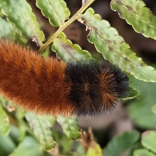 Banded Woollybear Caterpillar Moth - photo 8