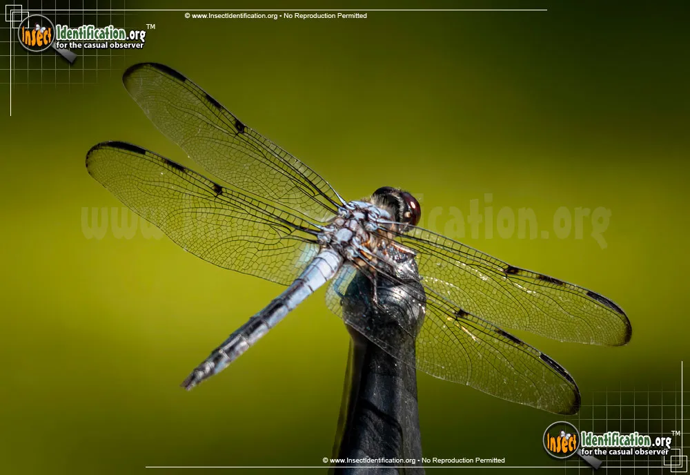 Bar-winged Skimmer