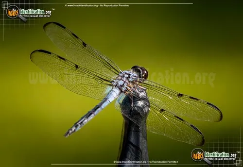 Bar-winged Skimmer - photo 2