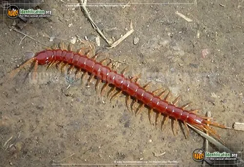 Bark Centipede - photo 2