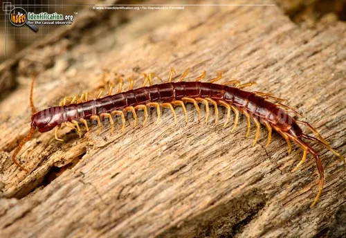 Bark Centidpede - photo 2