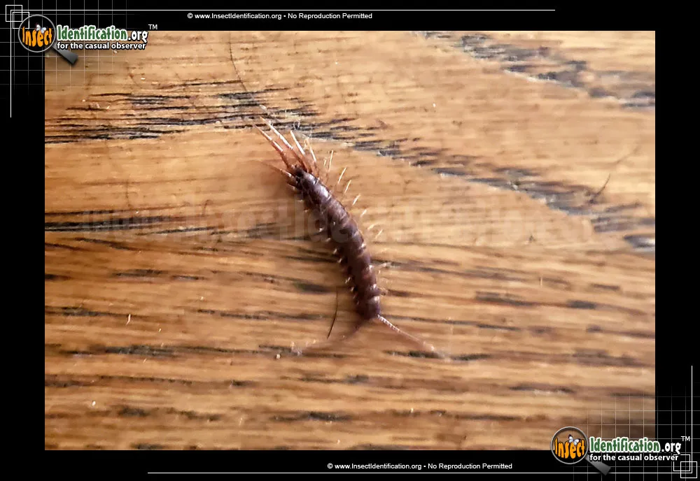 Bark Centidpede - photo 5