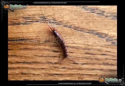 Bark Centidpede - photo 6