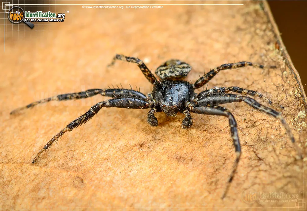 Bark Crab Spider
