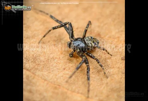 Bark Crab Spider - photo 4
