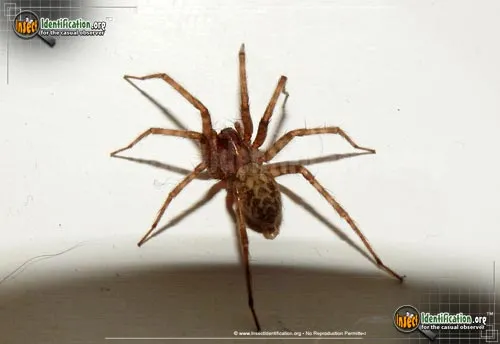 Barn Funnel Weaver Spider - Tegenaria domestica