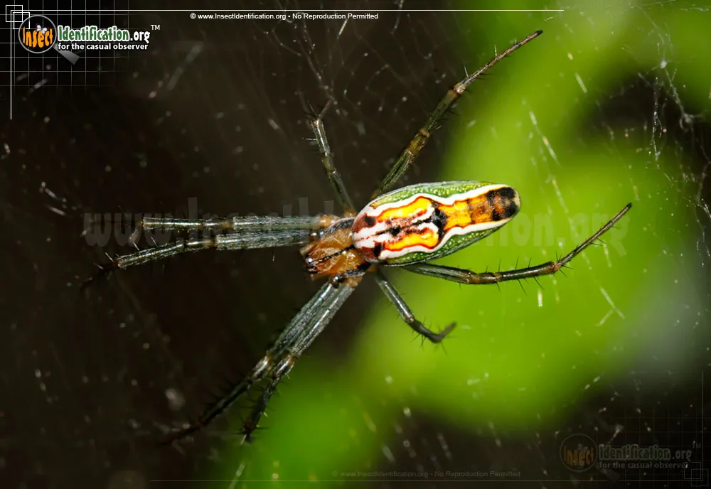 Basilica Orbweaver