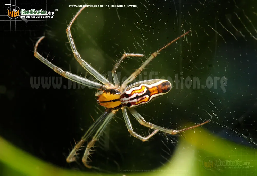 Basilica Orbweaver - photo 3