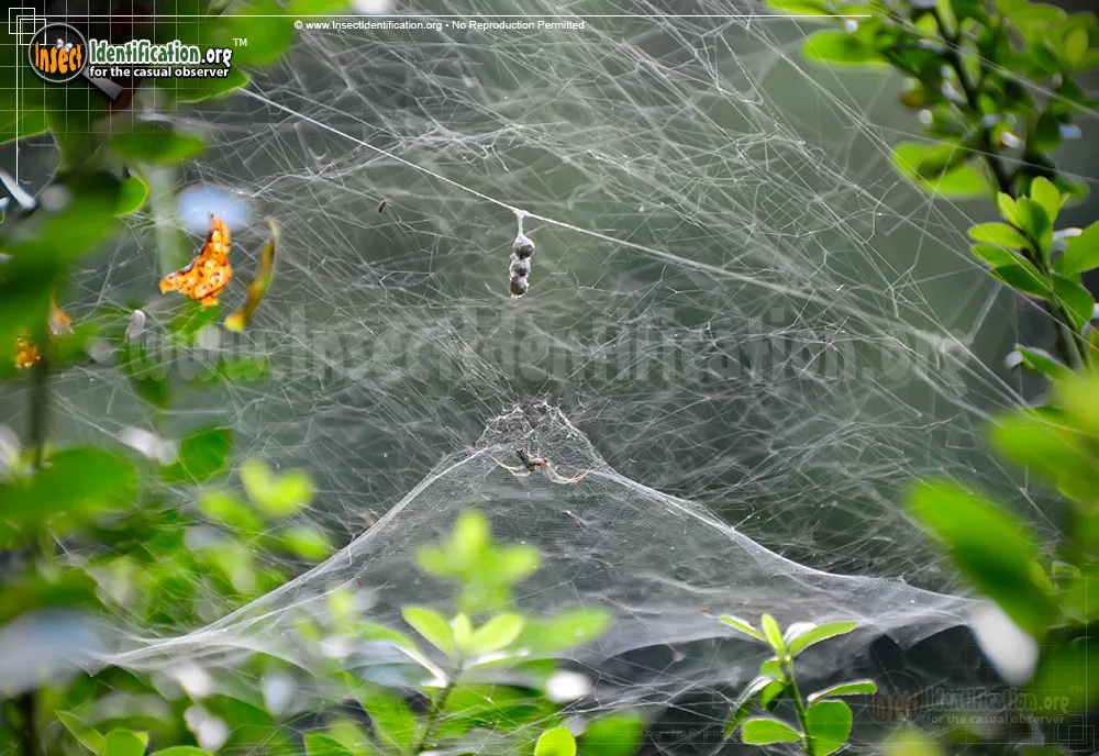 Basilica Orbweaver - photo 5