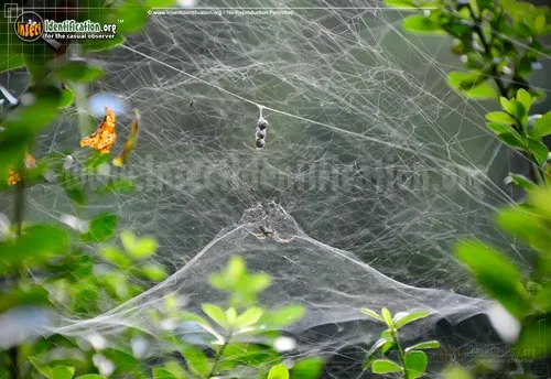 Basilica Orbweaver - photo 6