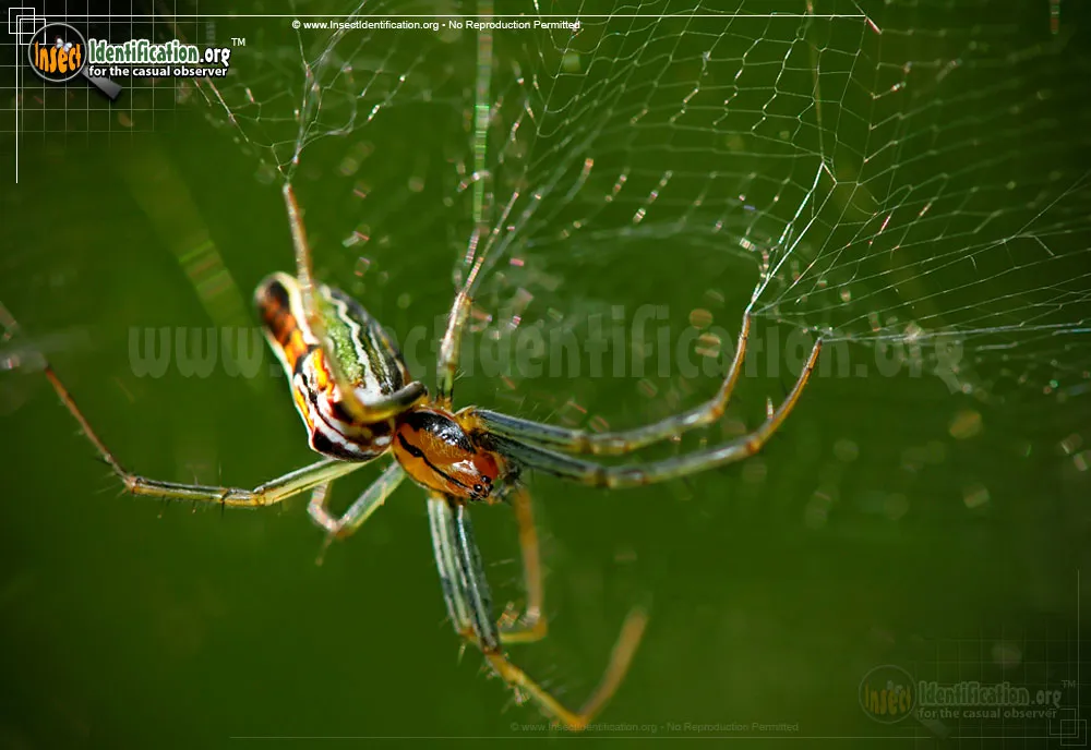 Basilica Orbweaver - photo 7