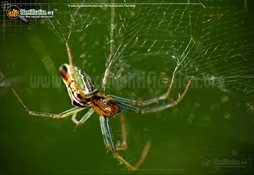 Basilica Orbweaver - photo 8