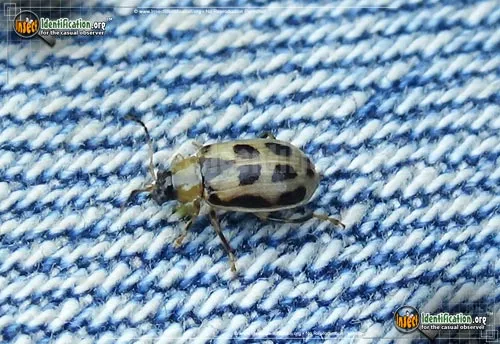 Bean Leaf Beetle - photo 2