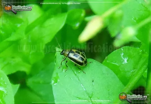 Bean Leaf Beetle - photo 4