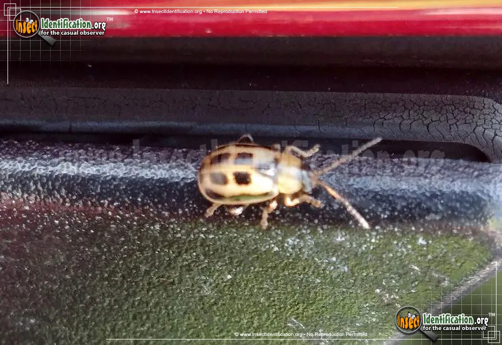 Bean Leaf Beetle - photo 5