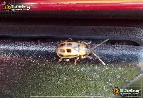 Bean Leaf Beetle - photo 6