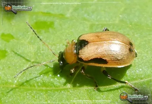 Bean Leaf Beetle - photo 8