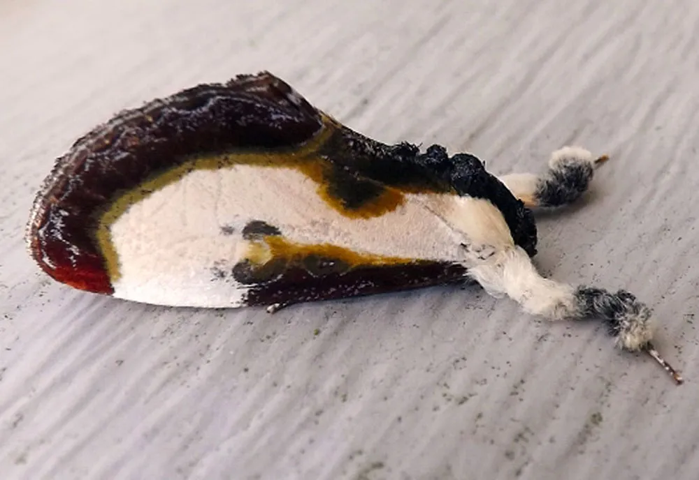 Beautiful Wood-Nymph Moth