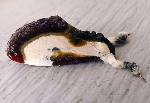 Beautiful Wood-Nymph Moth - photo 2