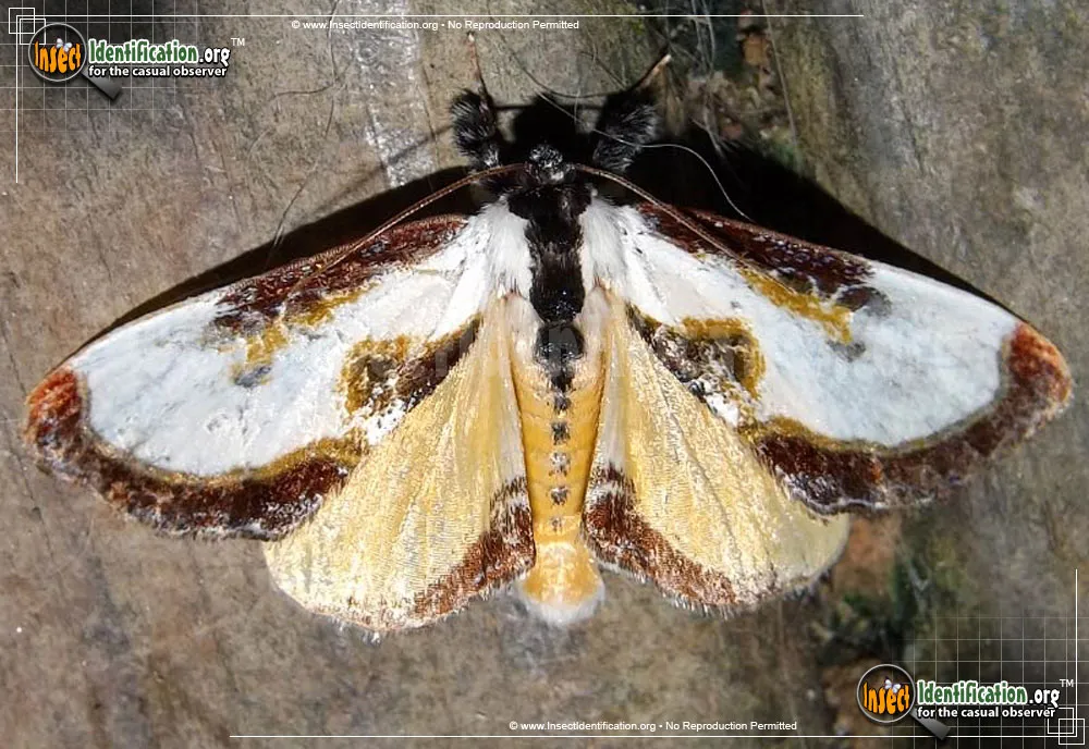Beautiful Wood-Nymph Moth - photo 3