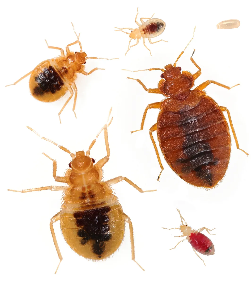 Bed Bug - photo 4