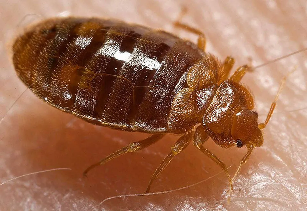 Bed Bug - photo 8