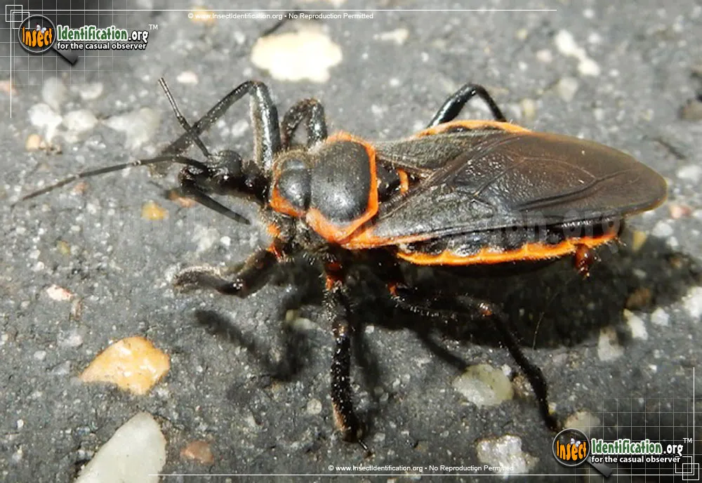 Bee Assassin Bug