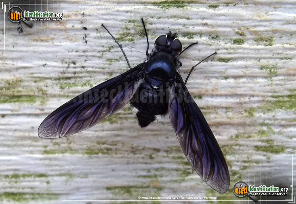Bee Fly -Anthrax sp.
