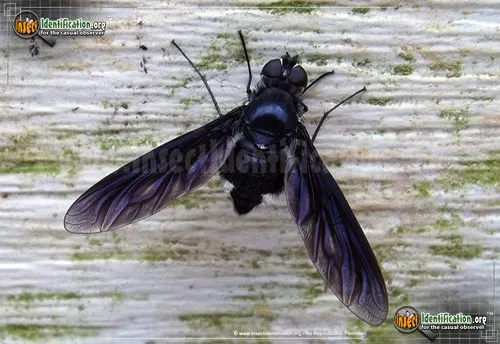 Bee Fly -Anthrax sp. - photo 2