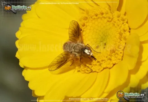 Bee Fly -Chrysanthrax sp. - photo 2