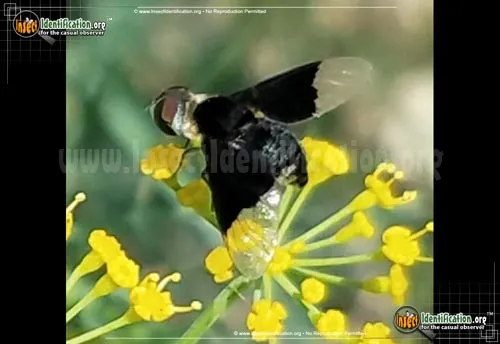 Bee Fly -Hemipenthes sp. - photo 2