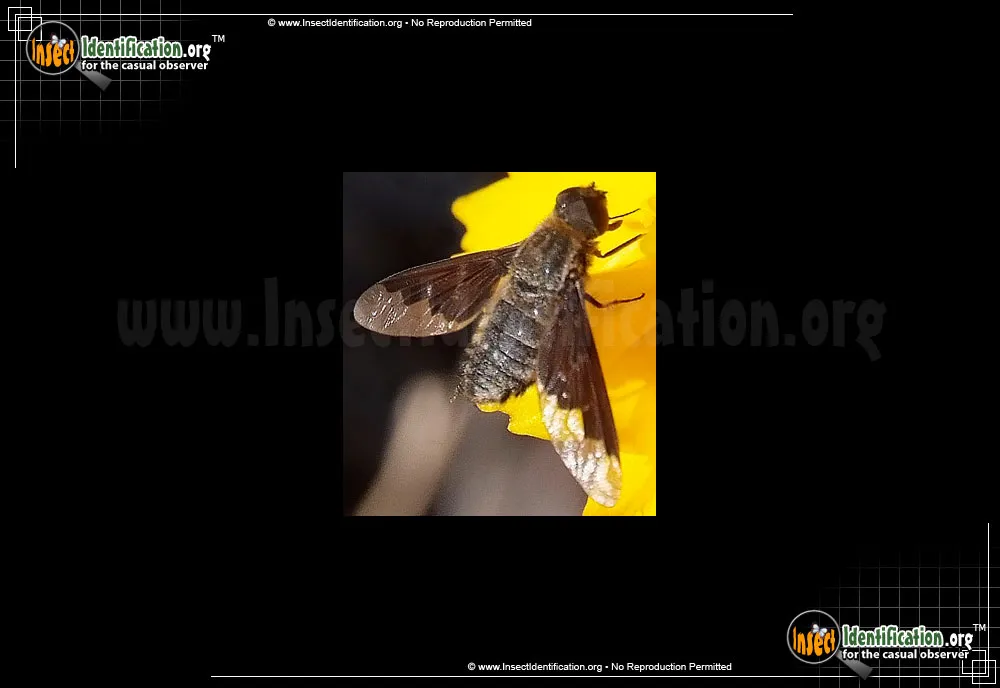 Bee Fly -Hemipenthes sp. - photo 3