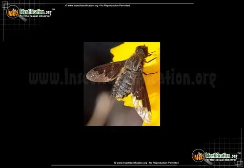 Bee Fly -Hemipenthes sp. - photo 4