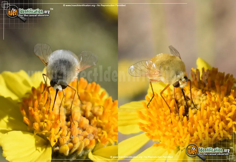 Bee Fly -Lordotus sp.