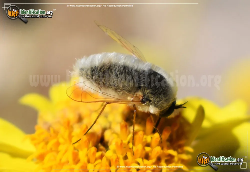 Bee Fly -Lordotus sp. - photo 3